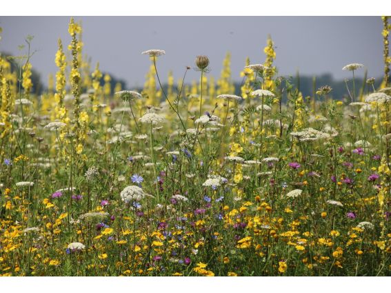 Projekt "Bunte Biomasse" - Wildblumen auf dem Feld von Landwirt Richard Schulte © Foto Kreis Paderborn